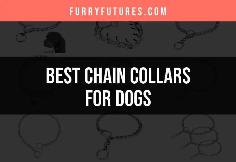 12 Top Chain Collars for Dogs: Choose the Best Fit