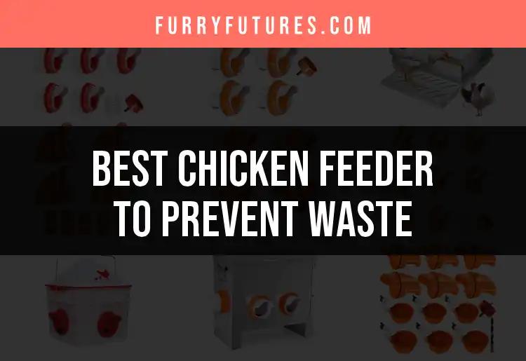 14 Innovative Chicken Feeders to Prevent Waste