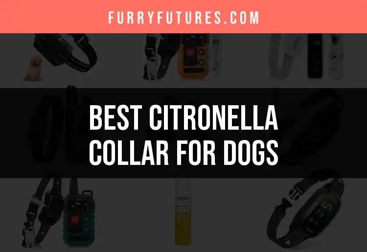 13 Best Citronella Collars for Dogs: Find Your Perfect Match