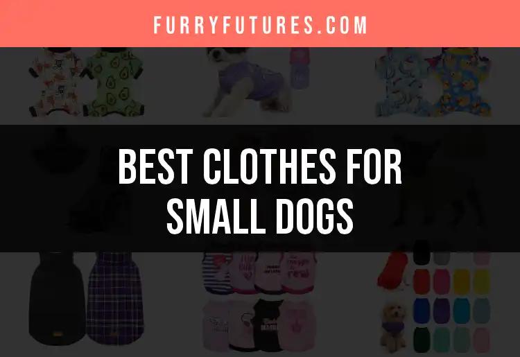 12 Stylish Clothes for Small Dogs Your Pup Will Love