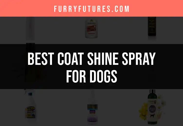13 Best Coat Shine Sprays for Dogs You Need to Try