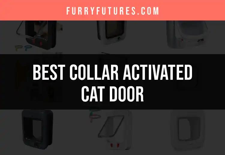 14 Best Collar Activated Cat Doors for Discerning Felines