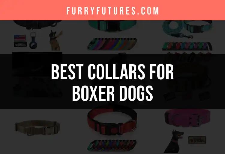 12 Best Collars for Boxer Dogs: Perfect Picks for Your Pup