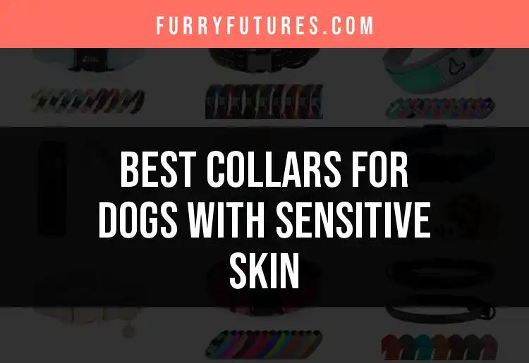 12 Best Collars for Dogs with Sensitive Skin to Consider