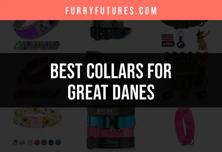 11 Best Collars for Great Danes: A Tailored Guide