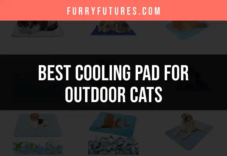 12 Best Cooling Pads for Outdoor Cats to Beat the Heat