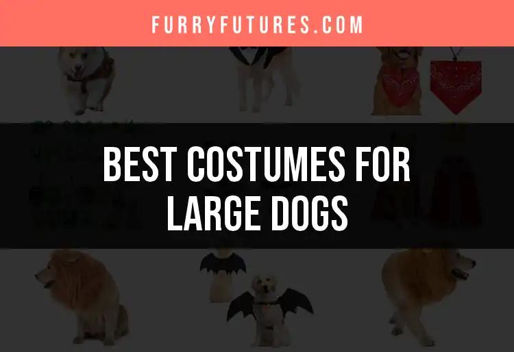 14 Irresistible Costumes for Large Dogs That Wow