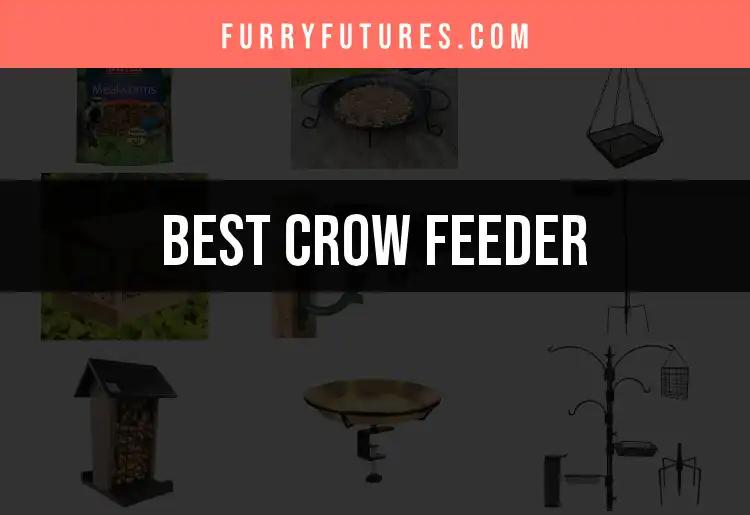 11 Best Crow Feeders to Attract Feathered Friends