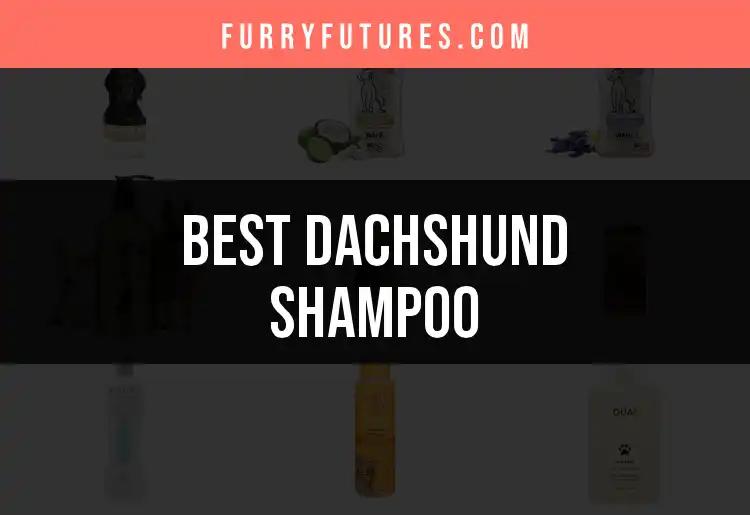 18 Best Dachshund Shampoos for Happy, Healthy Coats
