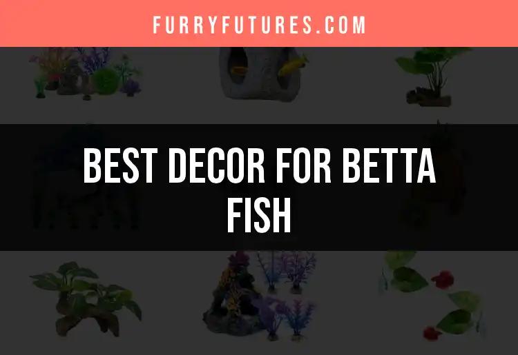 14 Best Decor for Betta Fish to Enhance Their Habitat