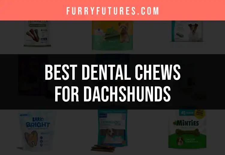 17 Best Dental Chews for Dachshunds to Keep Their Smiles Bright