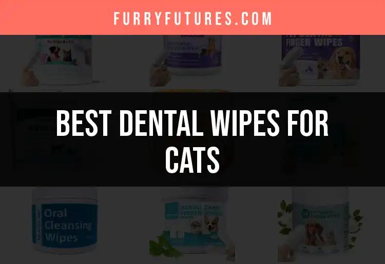 11 Must-Try Dental Wipes for Cats to Keep Their Smile Bright