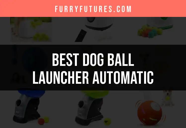 16 Best Automatic Dog Ball Launchers for Easy Playtime