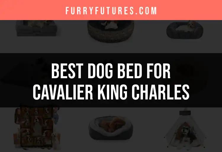 13 Top Dog Beds for Your Cavalier King Charles Companion