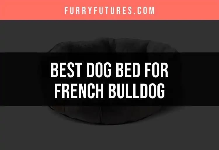 16 Top Dog Beds for French Bulldogs: Find the Perfect Fit