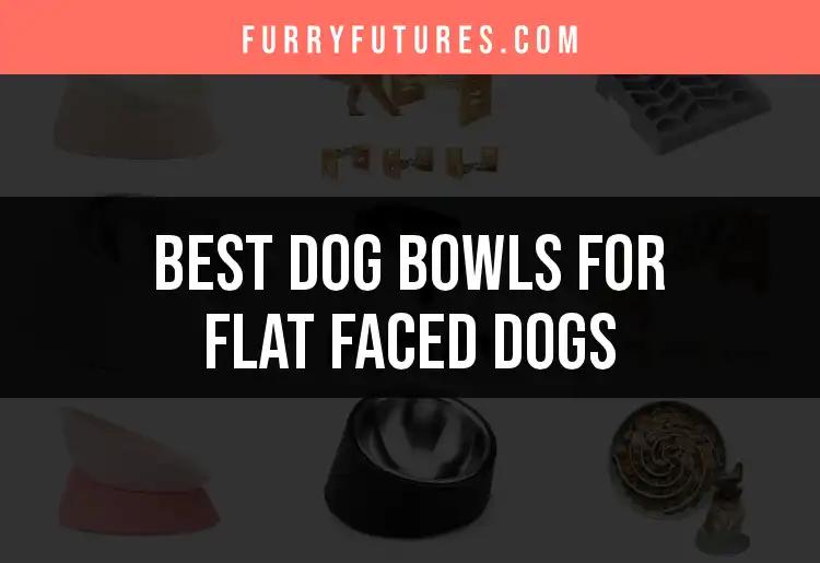15 Best Dog Bowls for Flat Faced Dogs to Try Today
