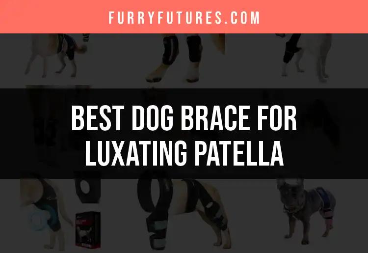 13 Best Dog Braces for Luxating Patella Reviewed