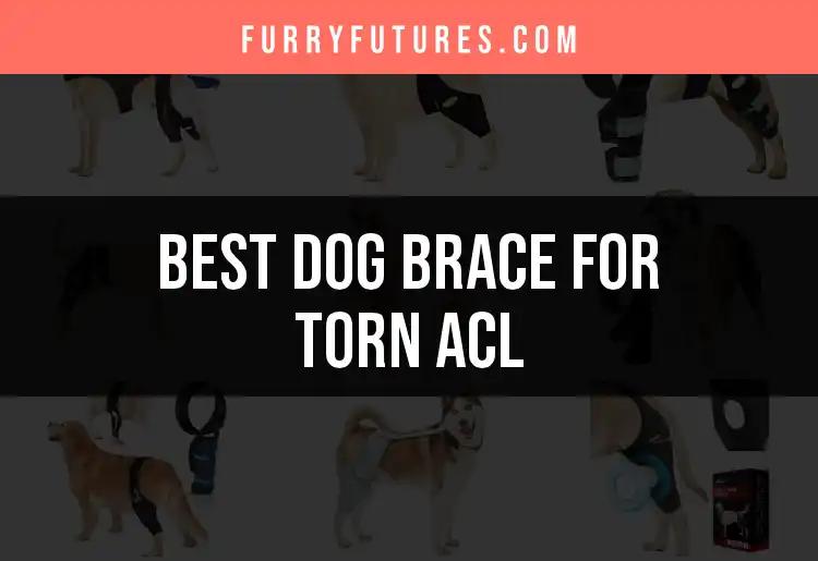 10 Best Dog Braces for Torn ACL: Top Picks for Your Pup