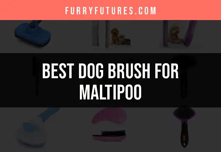 18 Best Dog Brushes for Your Maltipoo’s Fluffy Coat