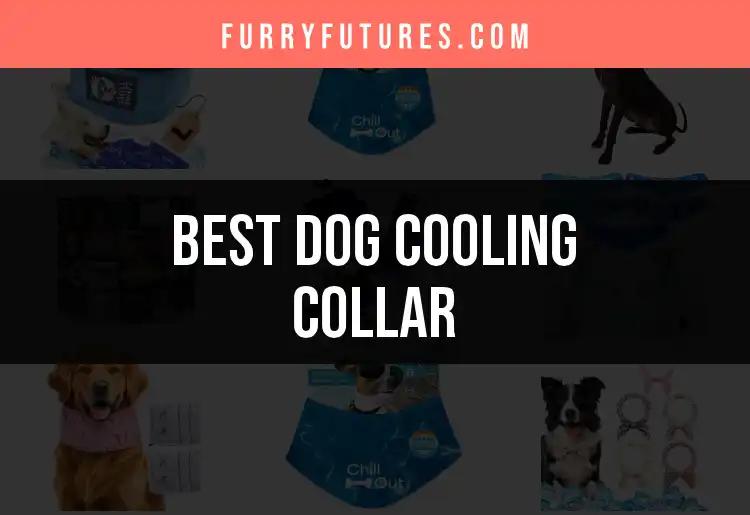 13 Best Dog Cooling Collars for Hot Days Ahead