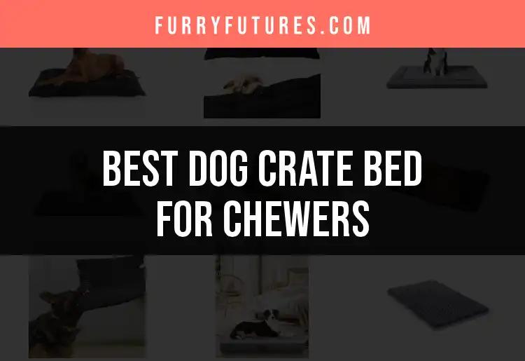12 Durable Dog Crate Beds for Chewers You Can Trust