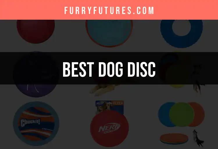 14 Best Dog Discs for Fetch Lovers