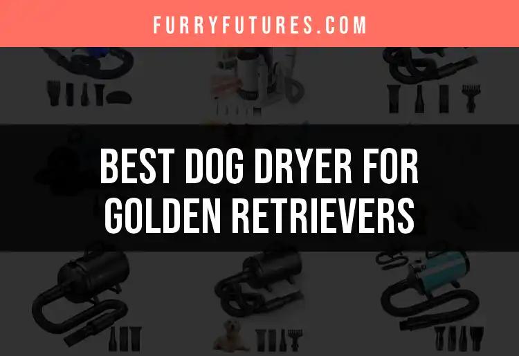 14 Best Dog Dryers for Golden Retrievers You'll Love