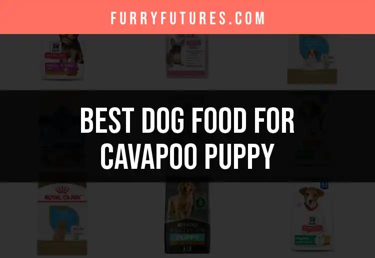 12 Best Dog Foods for Your Cavapoo Puppy