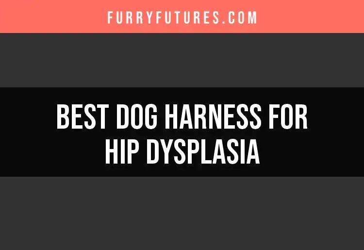 12 Best Dog Harnesses for Hip Dysplasia to Support Mobility