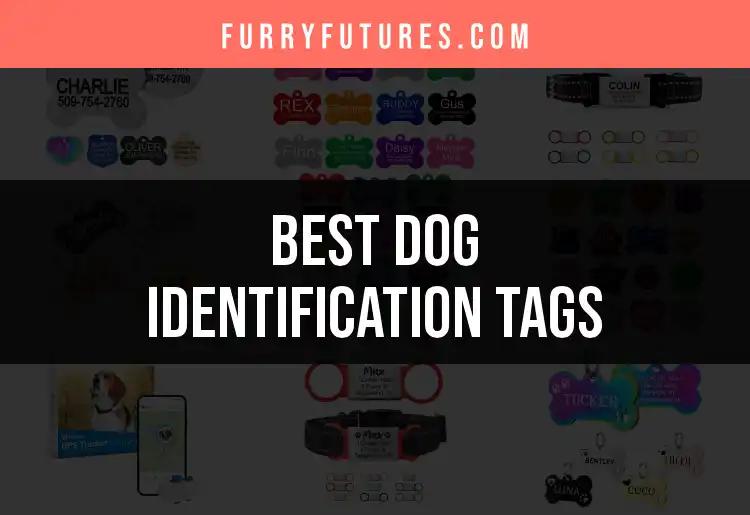 10 Top Dog Identification Tags for Every Pup's Safety