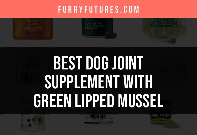 12 Best Dog Joint Supplements with Green Lipped Mussel