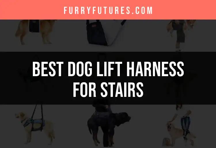 13 Best Dog Lift Harnesses for Easy Stair Navigation