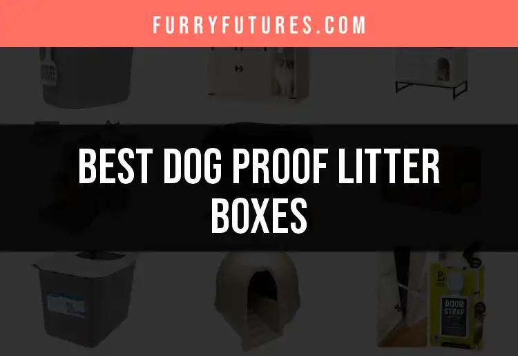 13 Dog Proof Litter Boxes You’ll Love for Your Pup