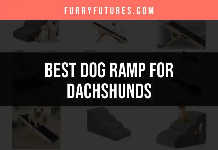 11 Best Dog Ramps for Dachshunds: Comfort and Quality