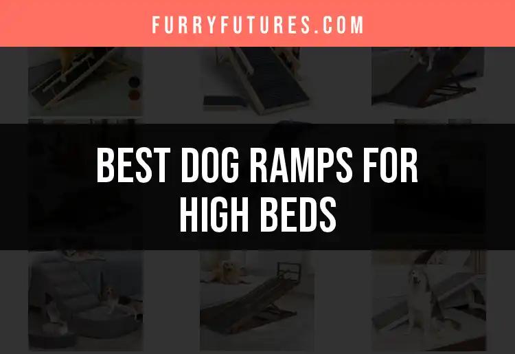 14 Best Dog Ramps for High Beds: Top Picks for Your Pup