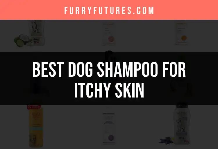 20 Best Dog Shampoos for Itchy Skin You Must Try