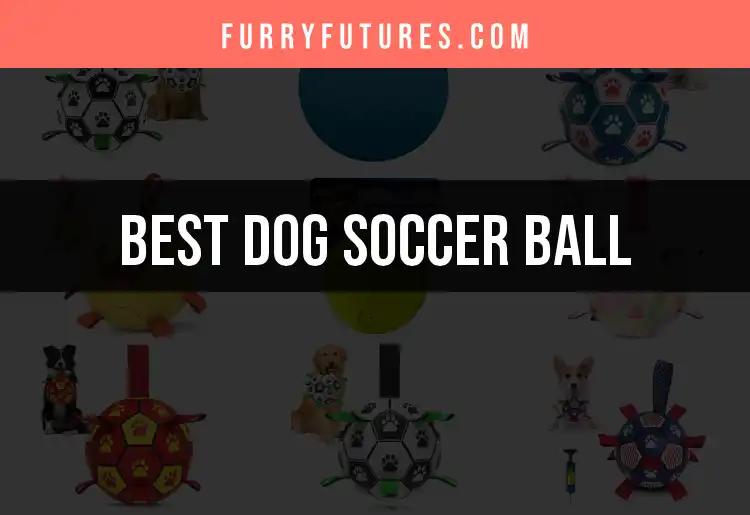 13 Dog Soccer Balls That Will Make Playtime Unforgettable