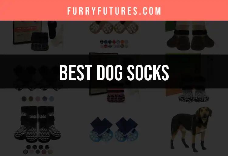 12 Must-Have Dog Socks for Stylish Paws