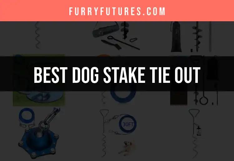 11 Best Dog Stake Tie Outs for Happy Pups