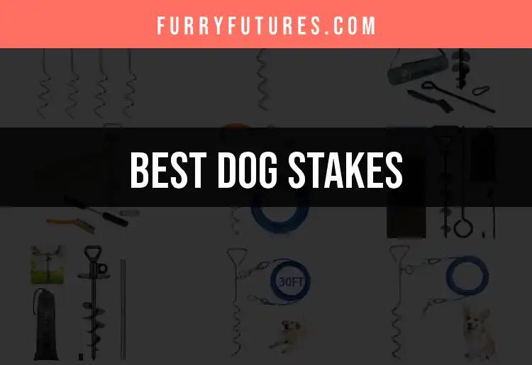 13 Essential Dog Stakes to Secure Your Pup Outdoors