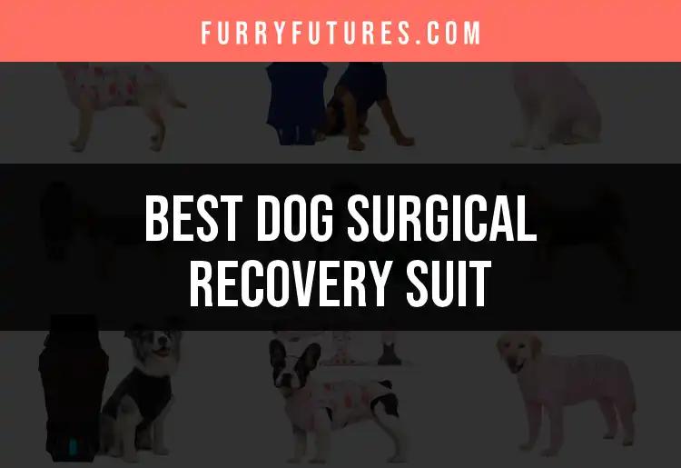 Top 10 Dog Surgical Recovery Suits for Quick Healing