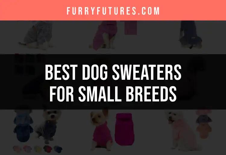 Top 10 Dog Sweaters for Small Breeds to Keep Them Cozy