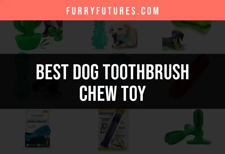 11 Best Dog Toothbrush Chew Toys for Happy, Healthy Chompers