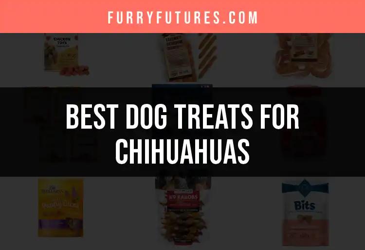 15 Delicious Dog Treats for Chihuahuas to Satisfy Their Tastebuds