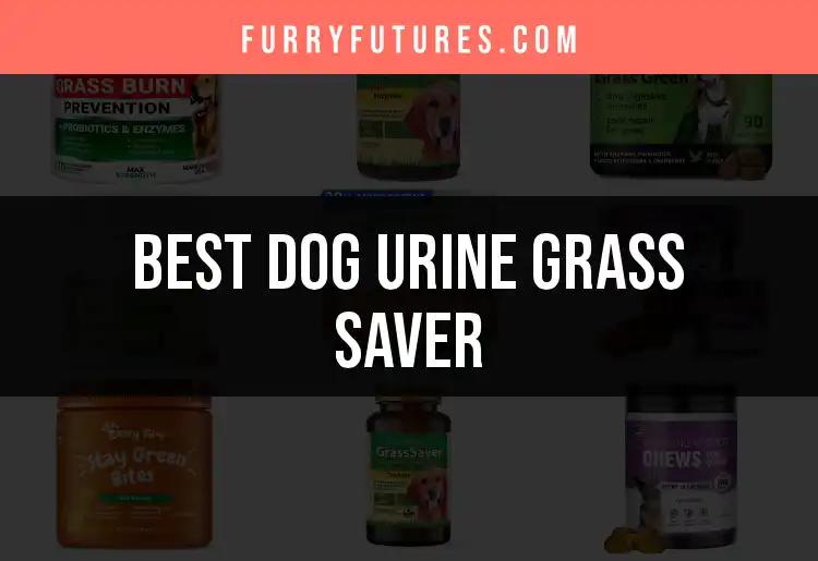 16 Effective Dog Urine Grass Savers for Lush Lawns