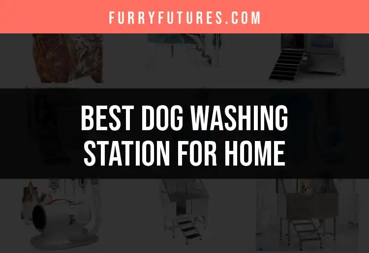 13 Best Dog Washing Stations for Home Convenience
