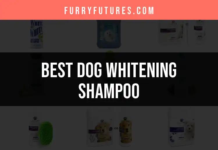 14 Dog Whitening Shampoos That Truly Shine