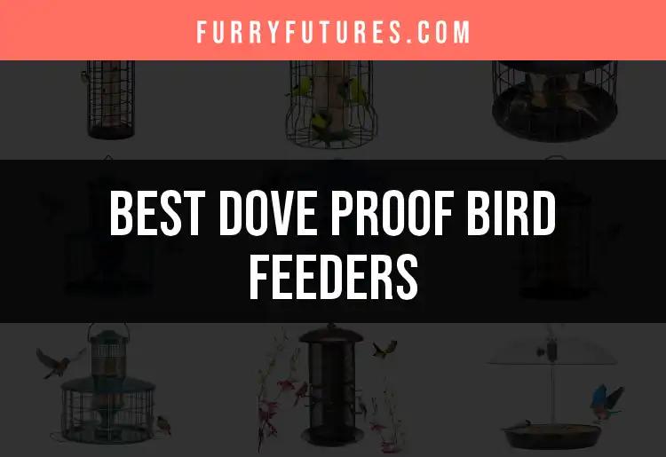 16 Dove Proof Bird Feeders That Keep Your Seeds Safe