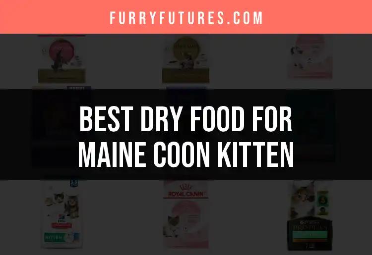 13 Top Dry Foods for Your Maine Coon Kitten