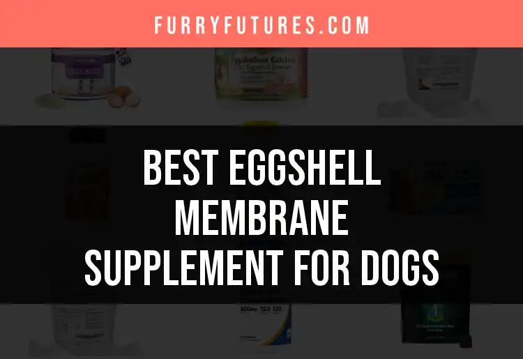 The 12 Best Eggshell Membrane Supplements for Dogs